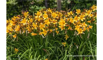Gartenbaumschule Becker
