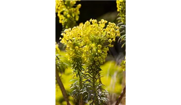 Gartenbaumschule Becker