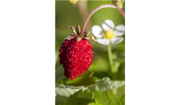 Gartenbaumschule Becker