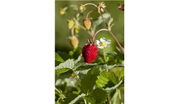 Gartenbaumschule Becker