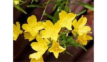 Gartenbaumschule Becker