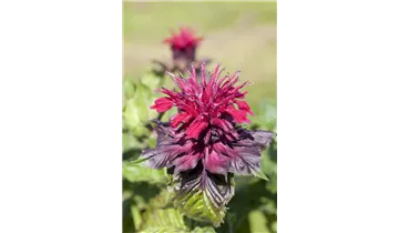 Gartenbaumschule Becker