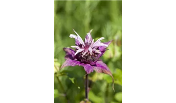 Gartenbaumschule Becker