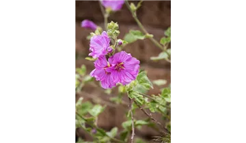 Gartenbaumschule Becker