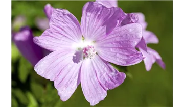 Gartenbaumschule Becker