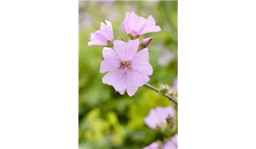 Gartenbaumschule Becker