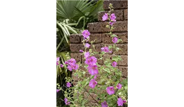 Gartenbaumschule Becker