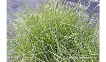 Gartenbaumschule Becker