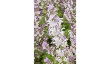 Gartenbaumschule Becker