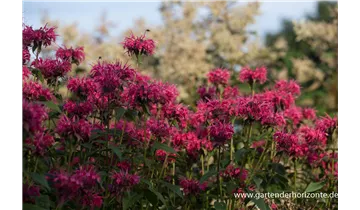 Gartenbaumschule Becker
