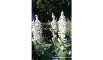 Gartenbaumschule Becker