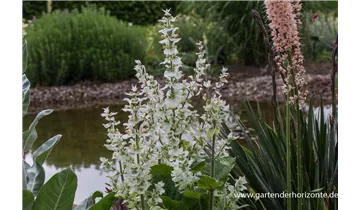 Gartenbaumschule Becker