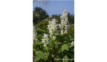 Gartenbaumschule Becker