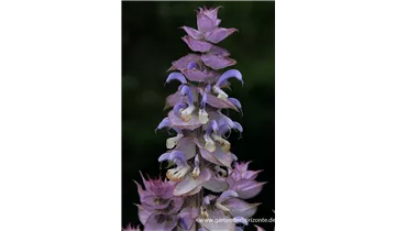 Gartenbaumschule Becker