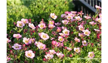 Gartenbaumschule Becker