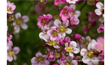 Gartenbaumschule Becker
