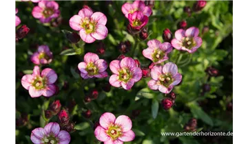 Gartenbaumschule Becker