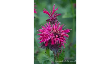 Gartenbaumschule Becker