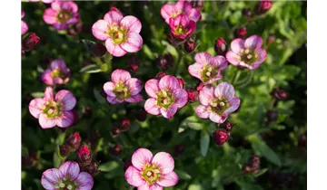 Gartenbaumschule Becker