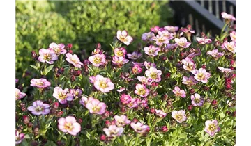 Gartenbaumschule Becker