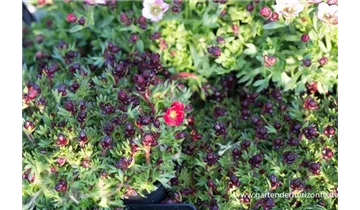 Gartenbaumschule Becker