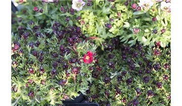 Gartenbaumschule Becker