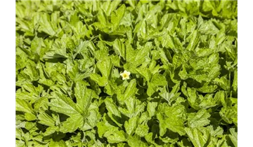 Gartenbaumschule Becker