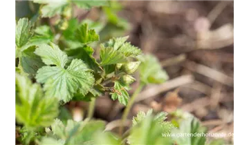 Gartenbaumschule Becker