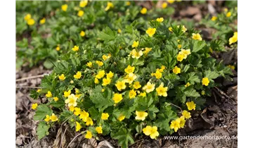 Gartenbaumschule Becker