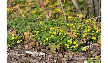 Gartenbaumschule Becker