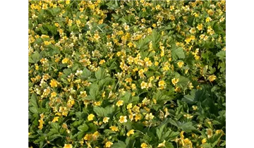 Gartenbaumschule Becker