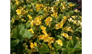 Gartenbaumschule Becker