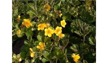 Gartenbaumschule Becker