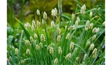 Gartenbaumschule Becker