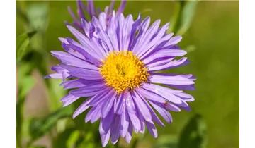 Gartenbaumschule Becker