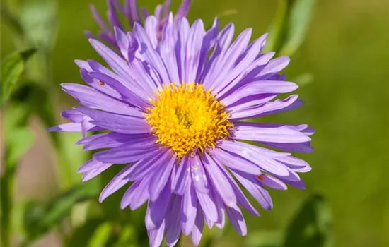 Niedrige Garten-Aster 'Dunkle Schöne' Niedrige Garten-Aster 'Dunkle Schöne'