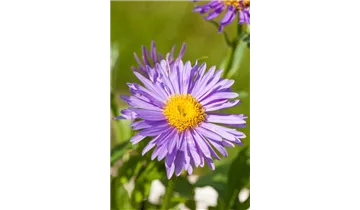 Gartenbaumschule Becker