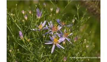 Gartenbaumschule Becker