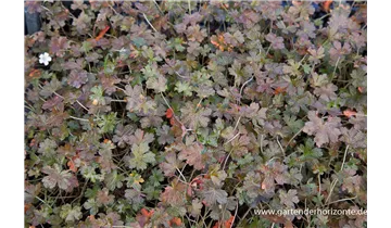 Gartenbaumschule Becker