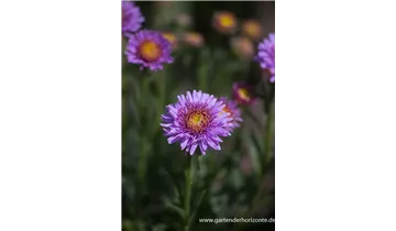 Gartenbaumschule Becker