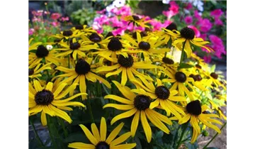 Gartenbaumschule Becker