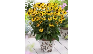 Gartenbaumschule Becker