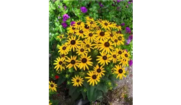 Gartenbaumschule Becker