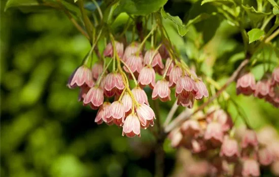 Enkianthus campanulatus 'Red Bells'