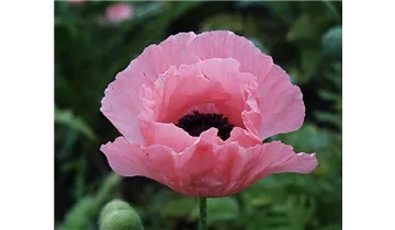 Gartenbaumschule Becker