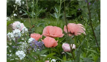 Gartenbaumschule Becker