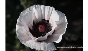 Gartenbaumschule Becker