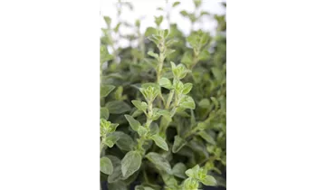 Gartenbaumschule Becker