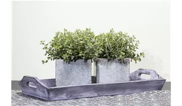 Gartenbaumschule Becker