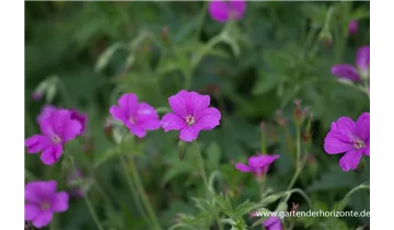 Gartenbaumschule Becker